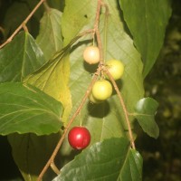 Flacourtia inermis Roxb.